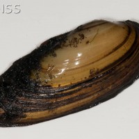 Painter's Mussel